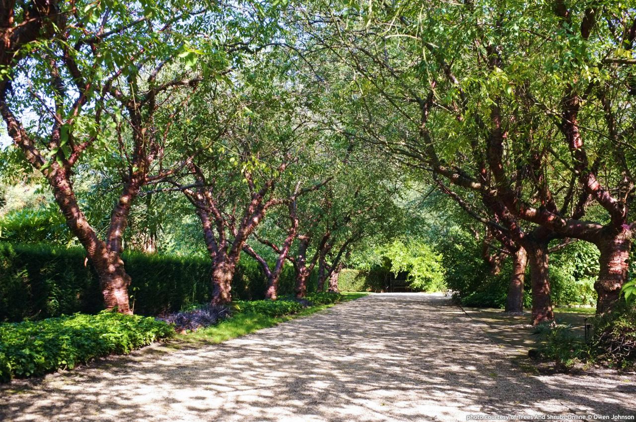 prunus serrula TSO Owen Johnson.jpg