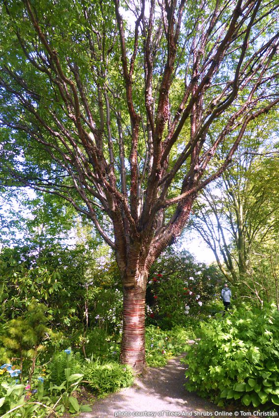 prunus serrula TSO Tom Christian.jpg