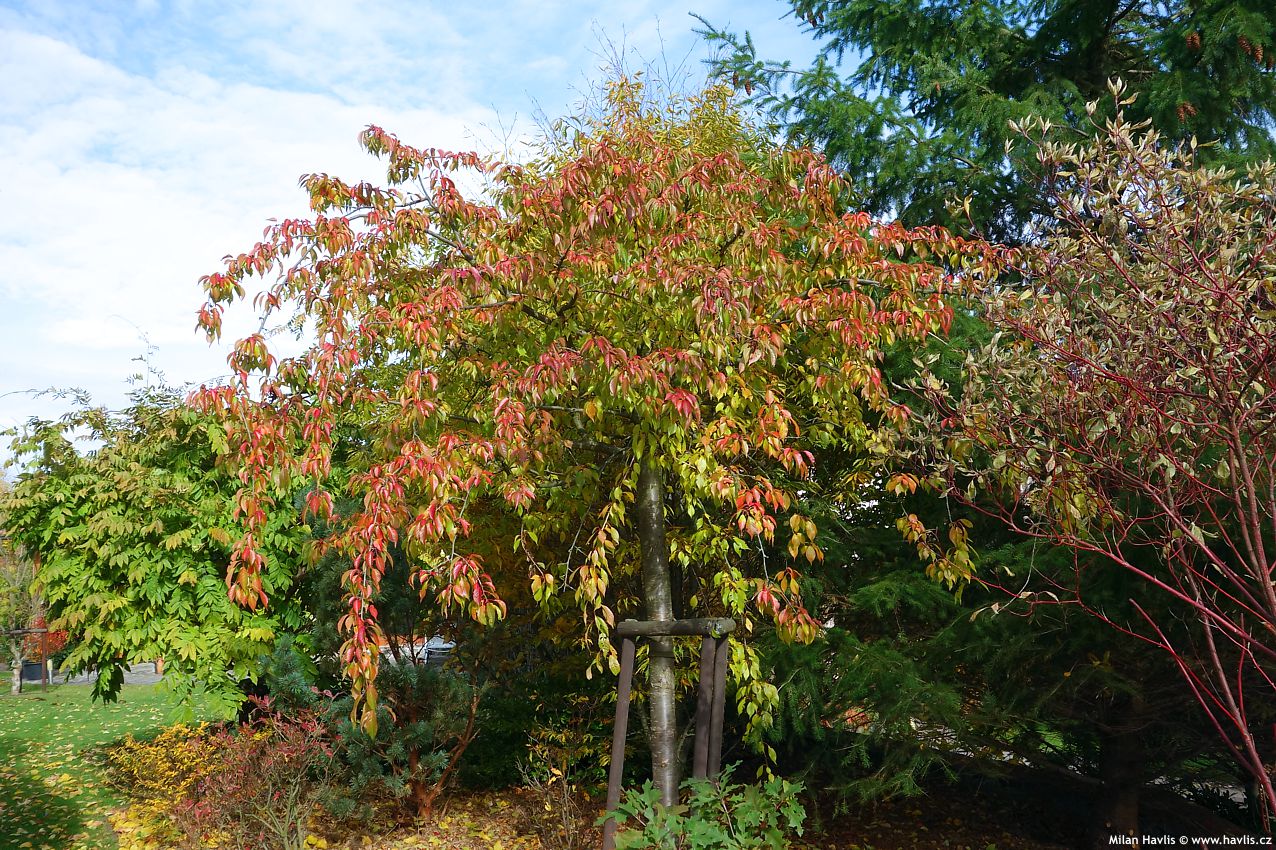 prunus serrulata Kiku Shidare Zakura