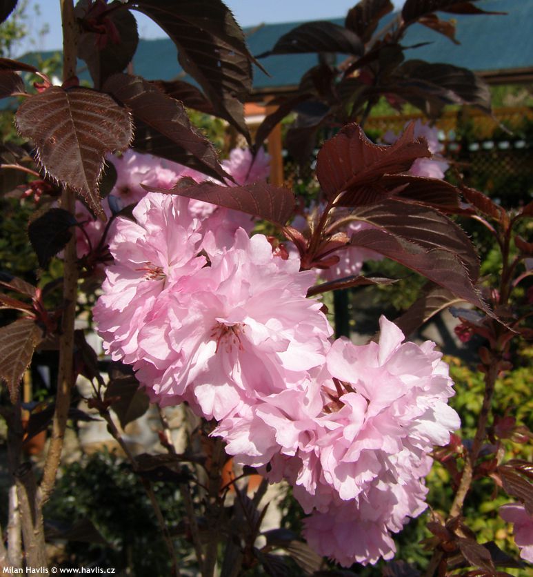 prunus serrulata Royal Burgundy