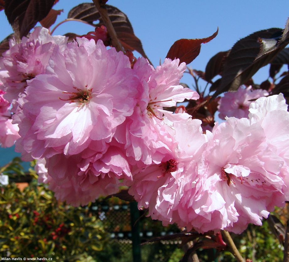 prunus serrulata Royal Burgundy
