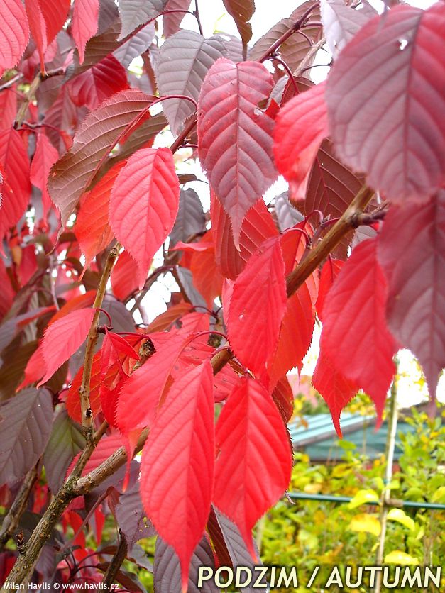 prunus serrulata Royal Burgundy