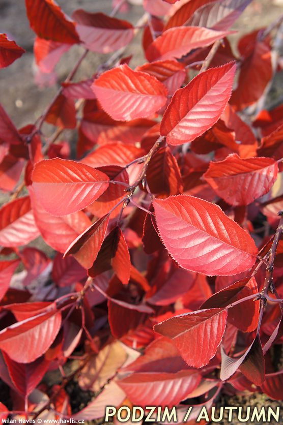 prunus serrulata Royal Burgundy