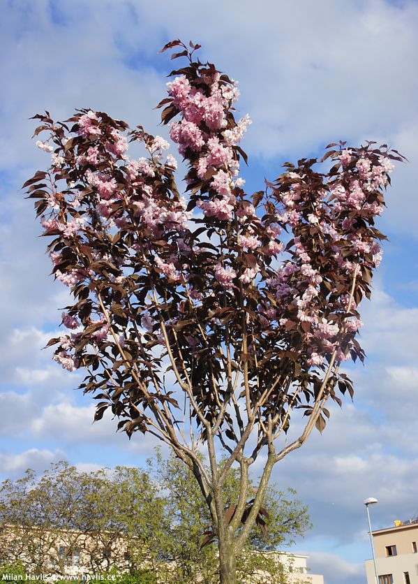 prunus serrulata Royal Burgundy
