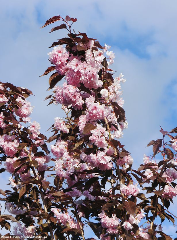 prunus serrulata Royal Burgundy