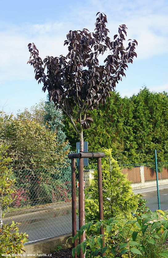 prunus serrulata Royal Burgundy