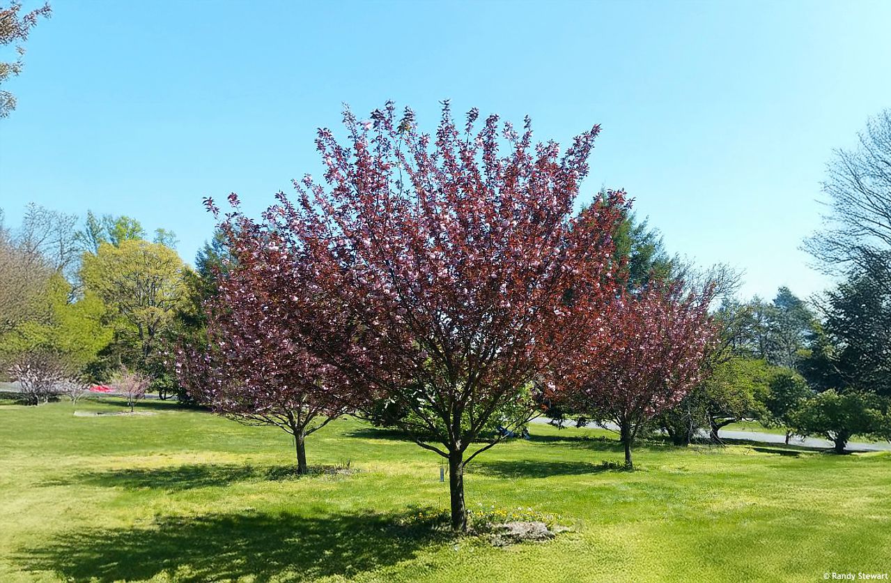 prunus serrulata Royal Burgundy