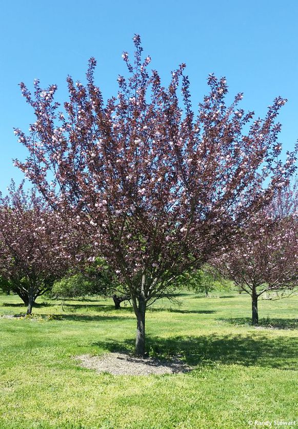 prunus serrulata Royal Burgundy