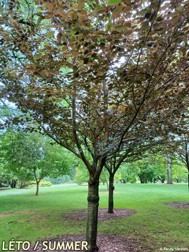 prunus serrulata Royal Burgundy