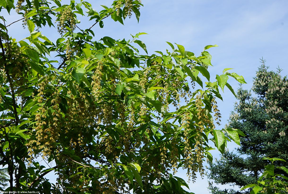 pterostyrax hispida