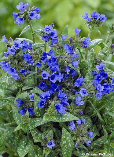 Pulmonaria 'MISS ELLY'