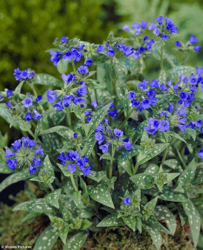 pulmonaria Miss Elly