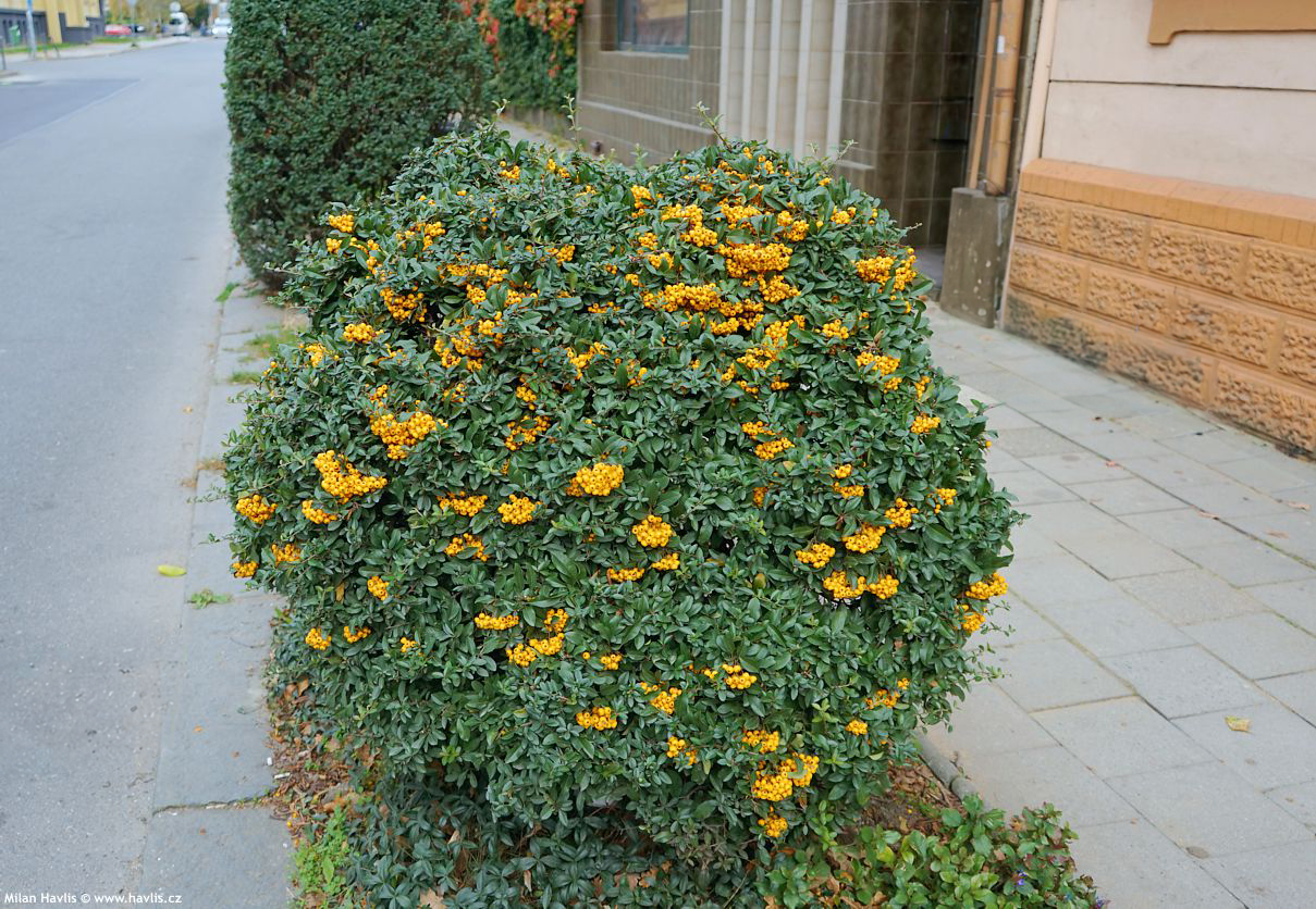 pyracantha Soleil d'Or