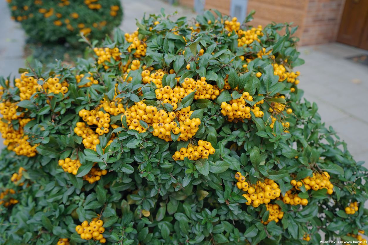 pyracantha Soleil d'Or