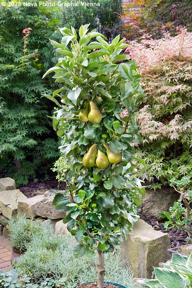 Pyrus communis SLOUPOVITÉ / COLUMNAR