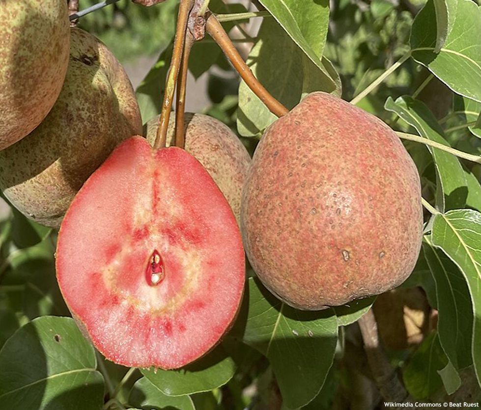 pyrus communis Sommerblut WIKI Beat Ruest.jpg