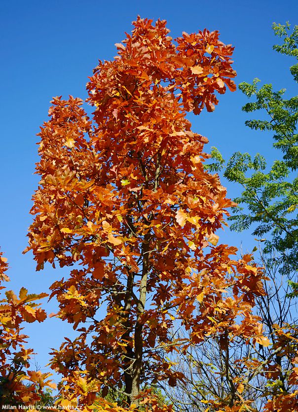 quercus dentata Sir Harold Hillier