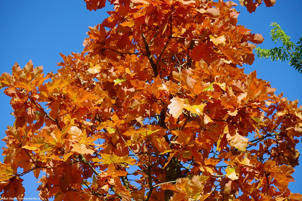 quercus dentata Sir Harold Hillier