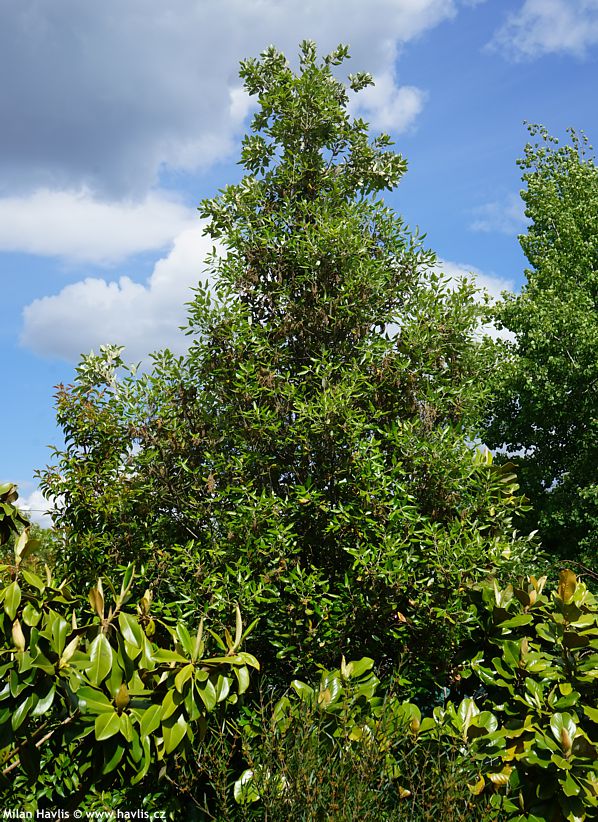 quercus ilex Integrifolia