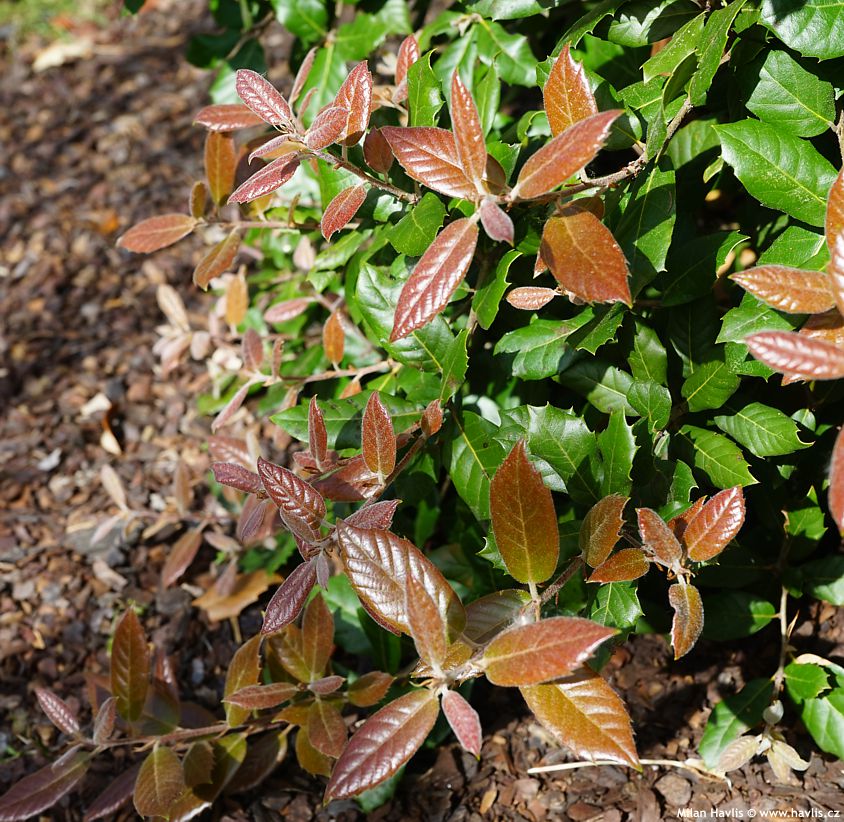 quercus ilex