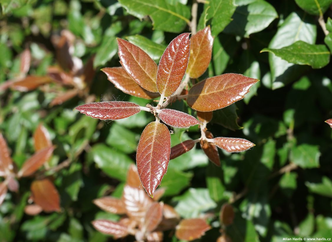 quercus ilex