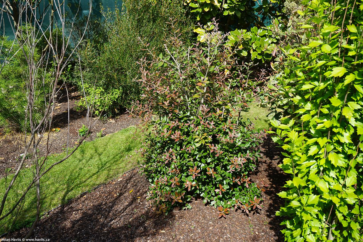 quercus ilex
