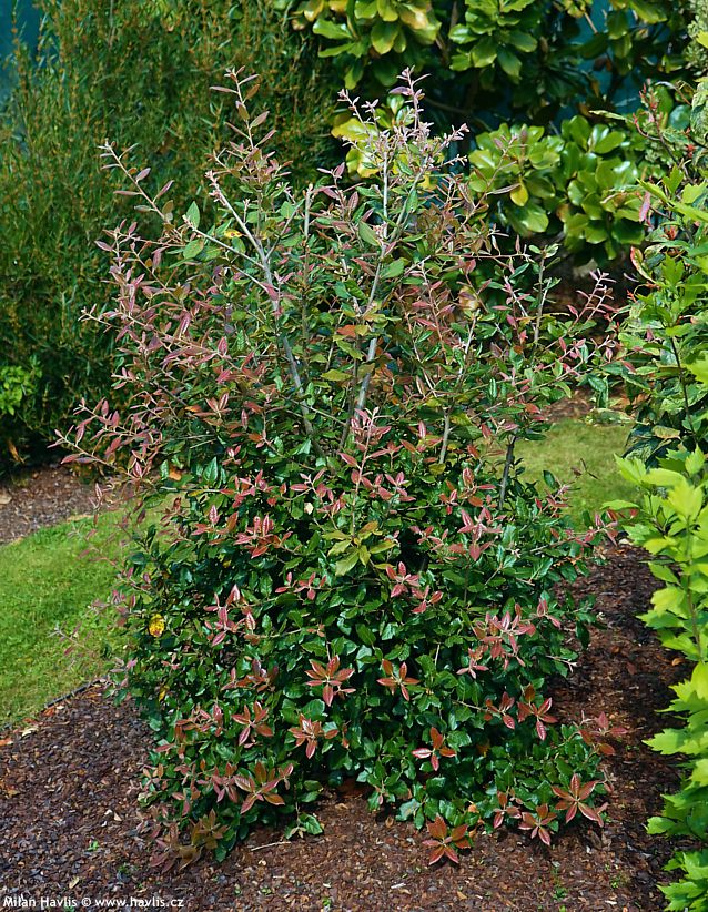 quercus ilex Praha