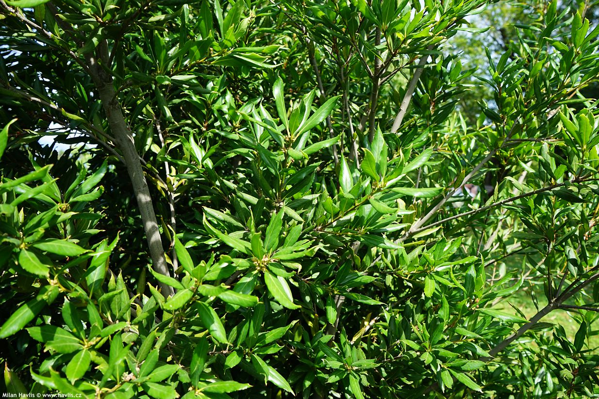 quercus ilex oleifolia