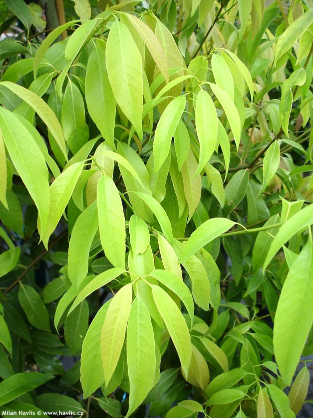 quercus myrsinifolia