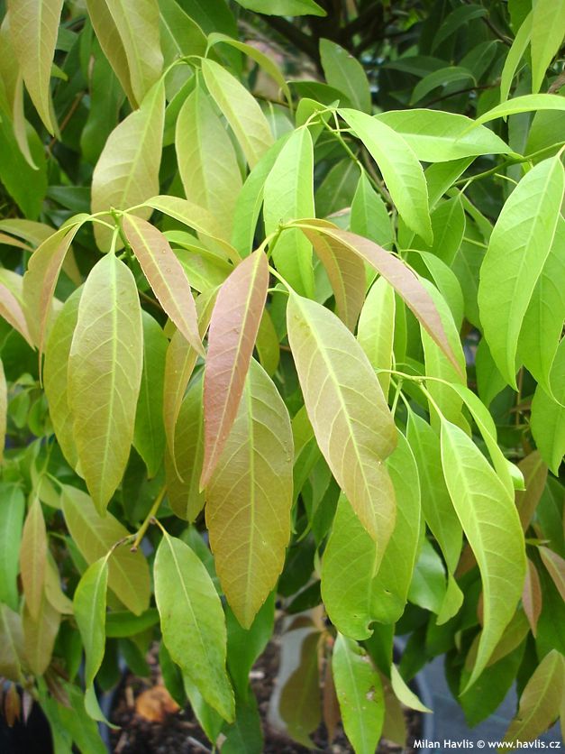 quercus myrsinifolia