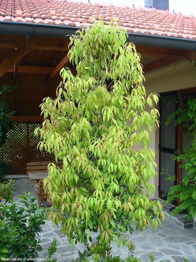 quercus myrsinifolia