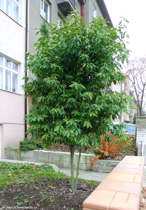 quercus myrsinifolia