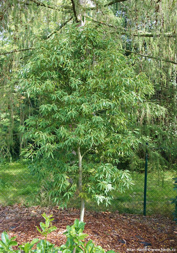 quercus myrsinifolia