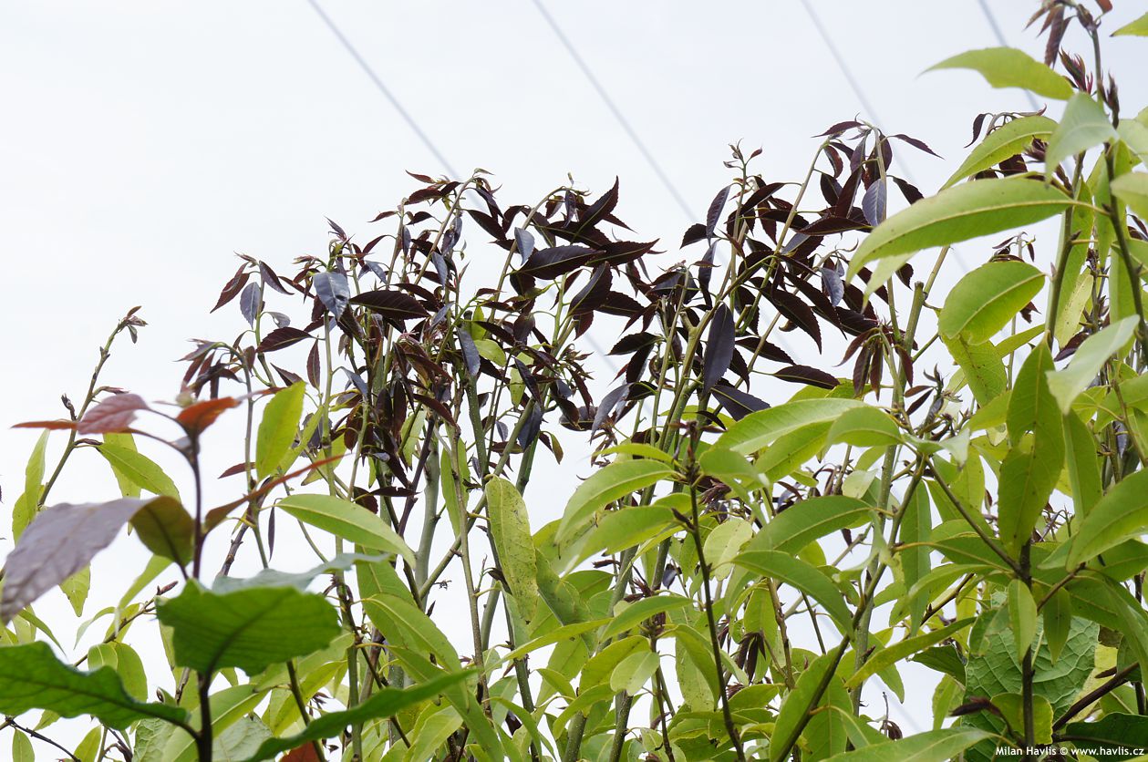 quercus myrsinifolia