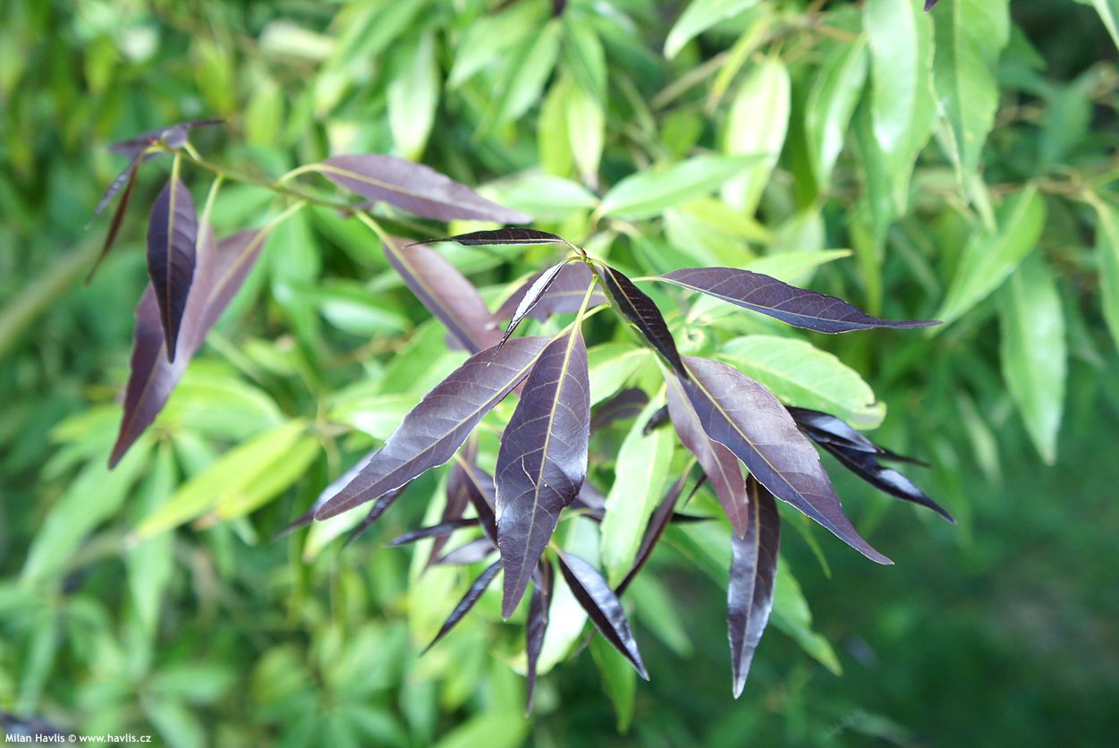 quercus myrsinifolia