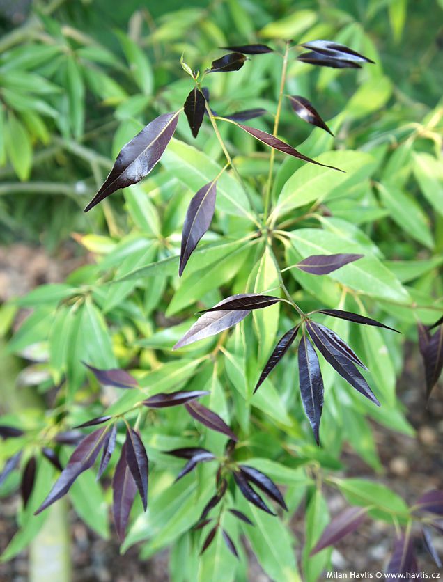 quercus myrsinifolia