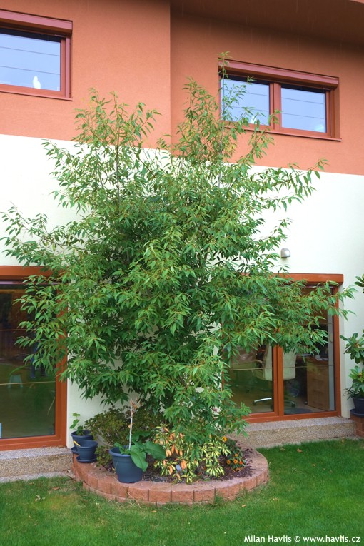 quercus myrsinifolia