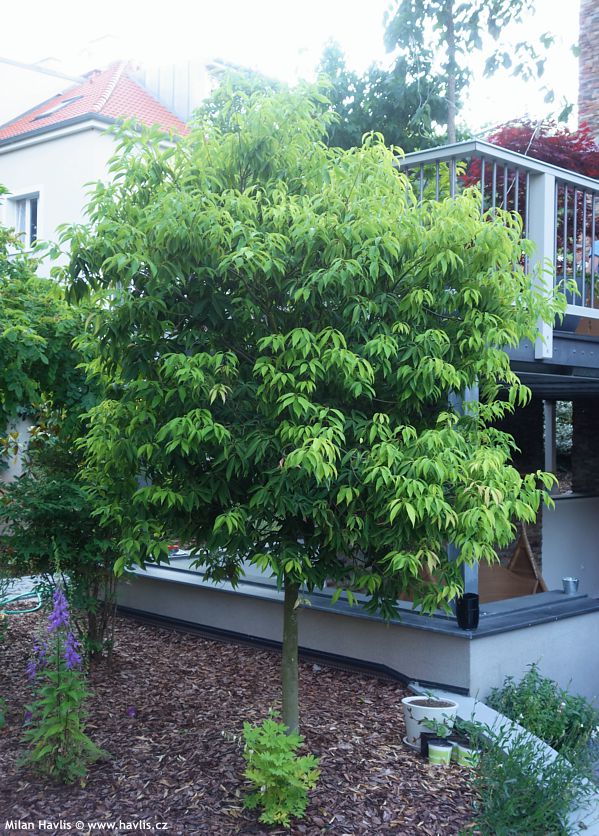 quercus myrsinifolia