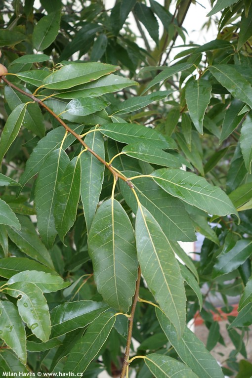 quercus myrsinifolia