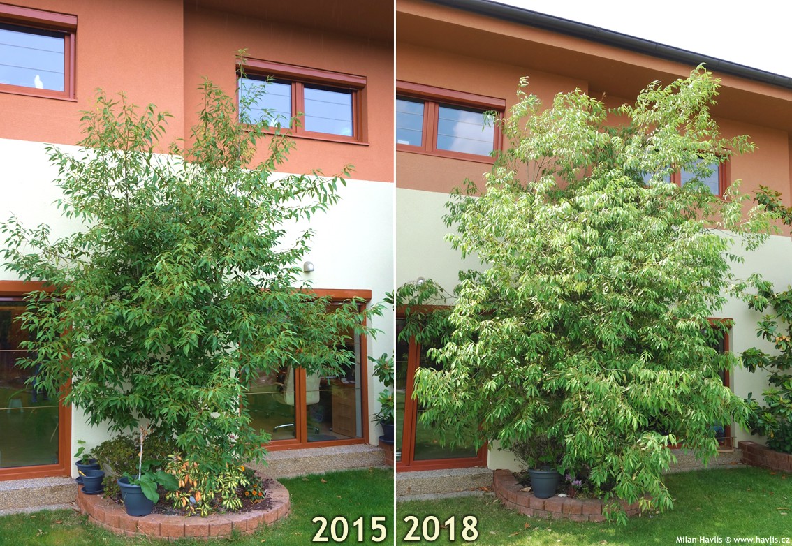 quercus myrsinifolia