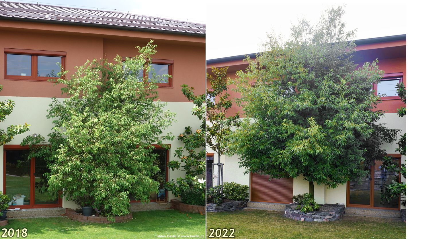 quercus myrsinifolia