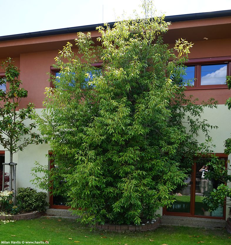 quercus myrsinifolia