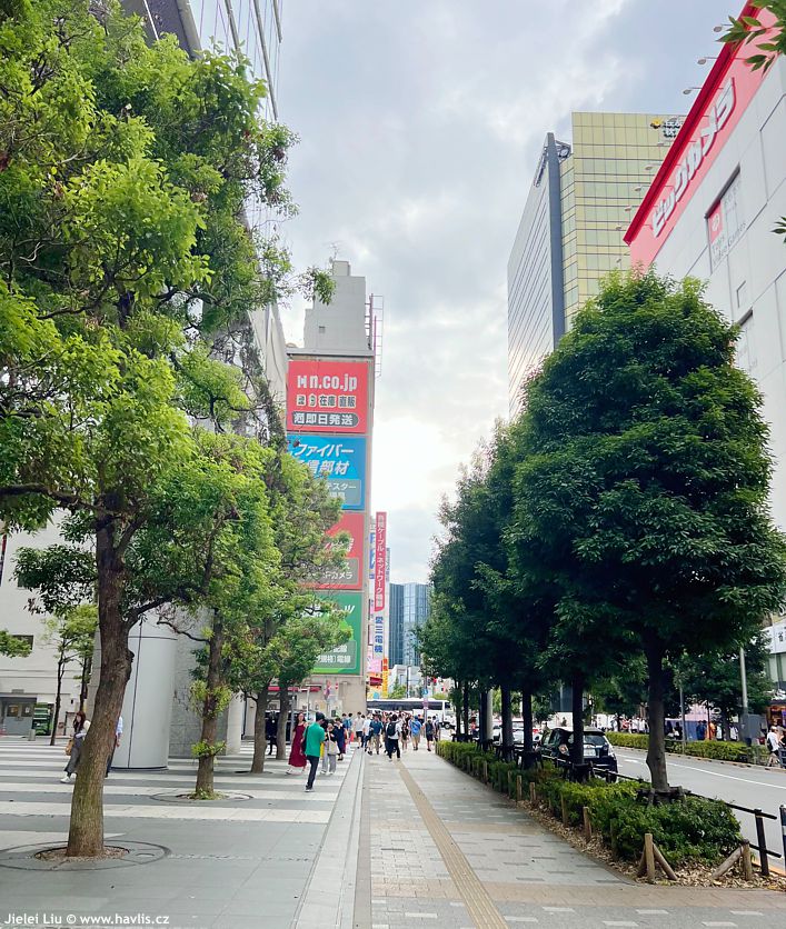 quercus myrsinifolia