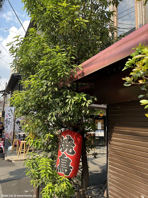 quercus myrsinifolia