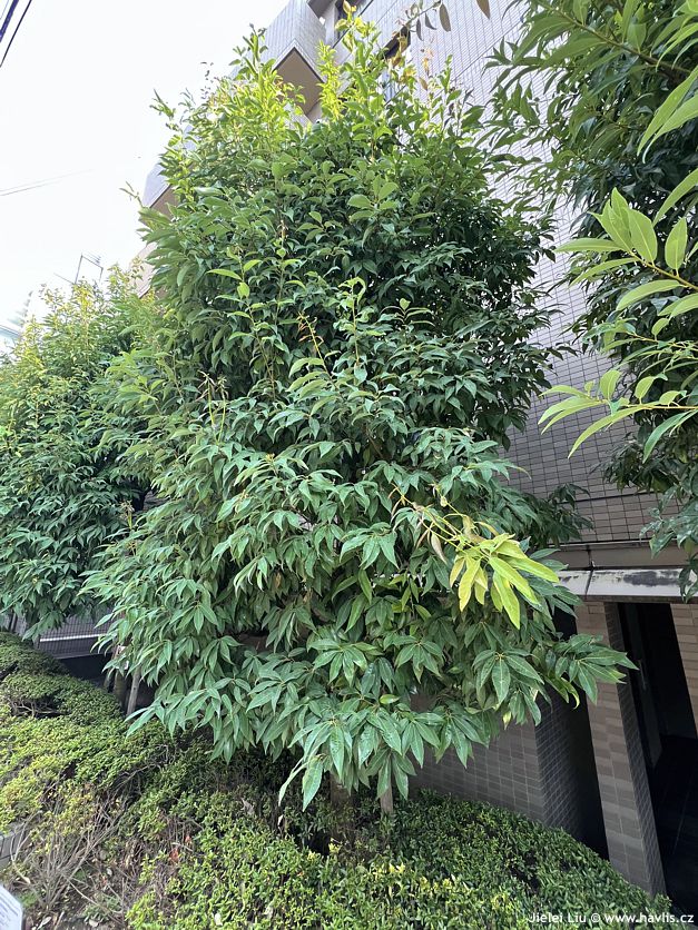 quercus myrsinifolia