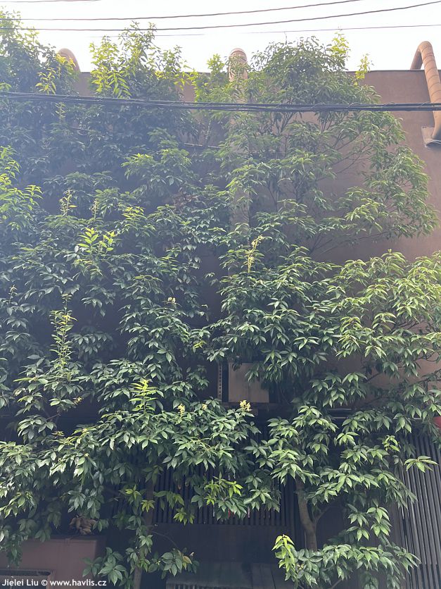 quercus myrsinifolia