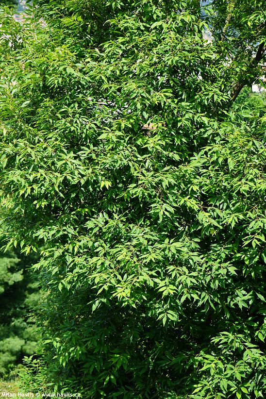quercus myrsinifolia