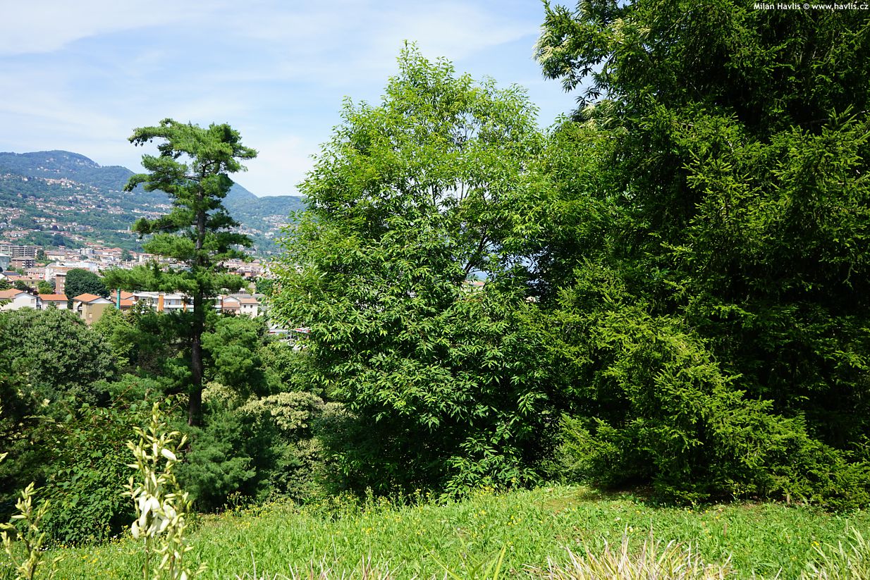quercus myrsinifolia