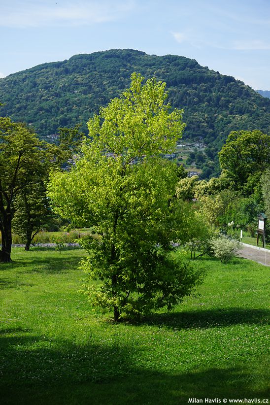 quercus myrsinifolia