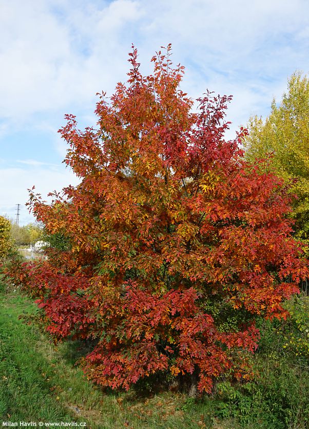 quercus palustris